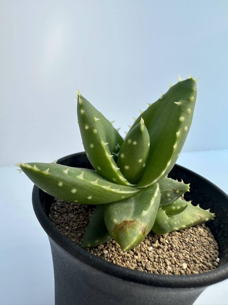 テンプラ TEMPURA アロエ 多肉植物 美苗 美株 多肉植物 1289 テンプラ TEMPURA アロエ 多肉植物 美苗 美株 多肉植物 1289 テンプラ